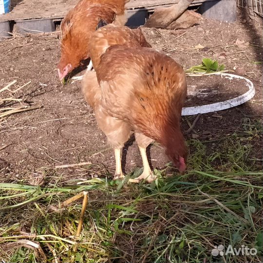 Куры молодки