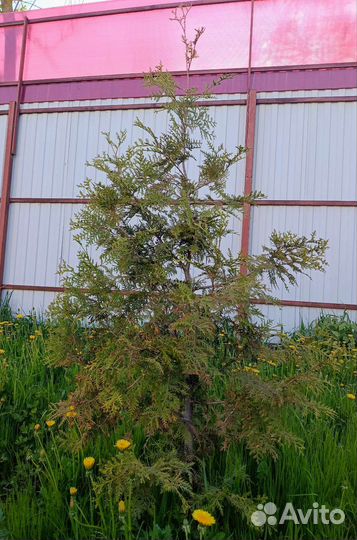 Туя брабант 160см