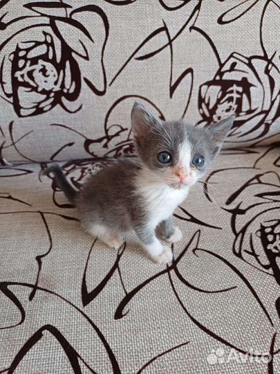 Кошки в добрые руки бесплатно