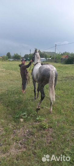 Лошадь жеребец