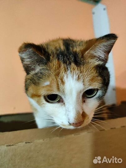 Приют Кошкин дом ждёт Вас