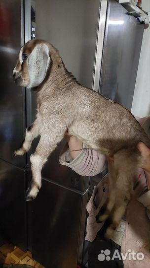 Англо нубийские козлята