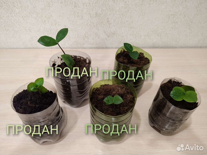 Замиокулькас