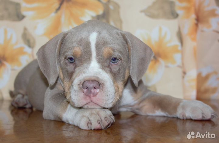 Булли парень classic