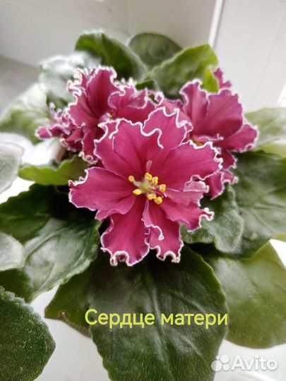 Сортовые фиалки