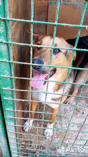 В добрые руки шикарный пес Бой