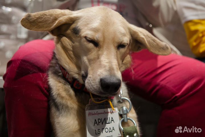 Такие ушки у Аришки девочка 2года стерилизована