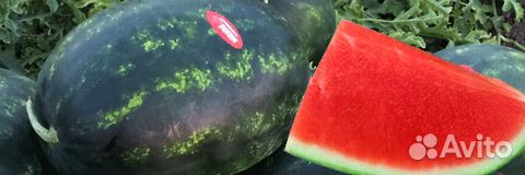 Семена Арбуза 