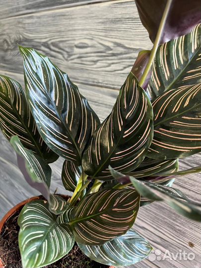 Calathea Ornata