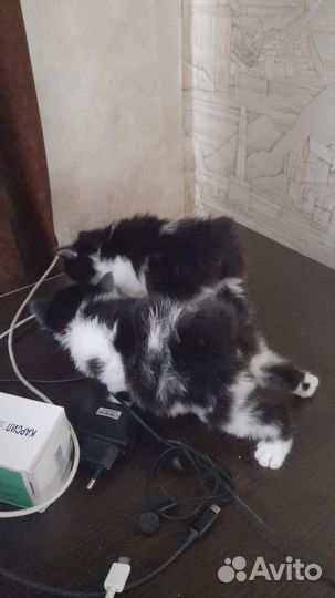 Кошки курильский бобтейл