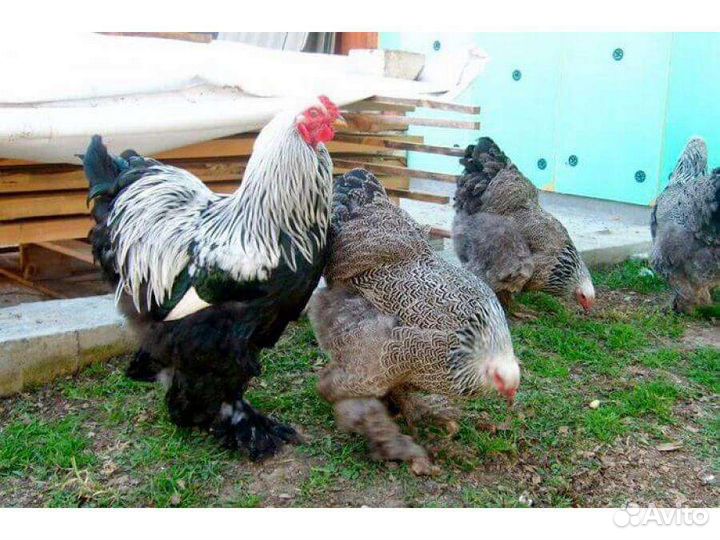 Фазаны,перепела,брамы