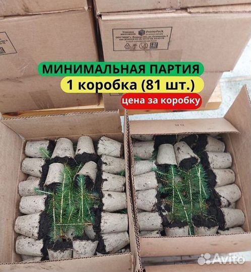 Саженцы сосны зкс в розницу