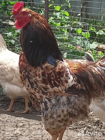 Куры домашние