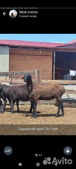 Овцы Эдельбай Гиссар