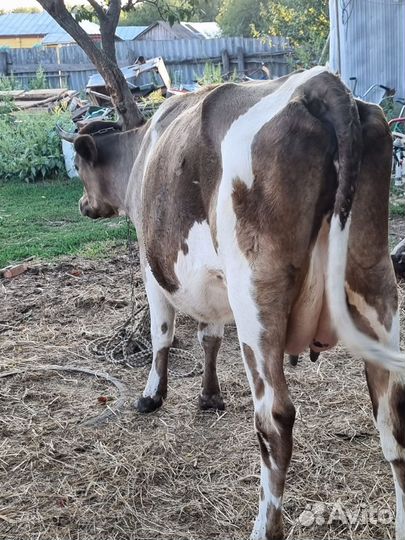 Бычки и Коровы