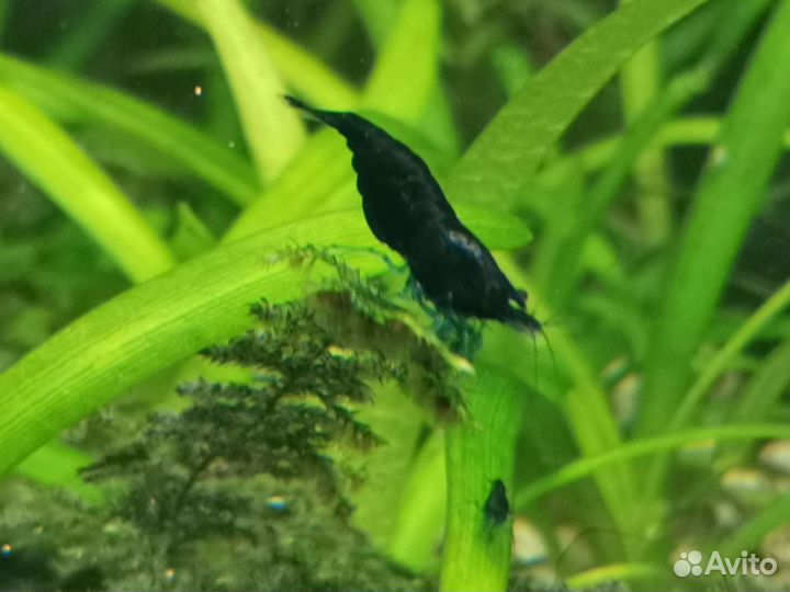 Креветки Желтый Неон, Блю Дрим и другие