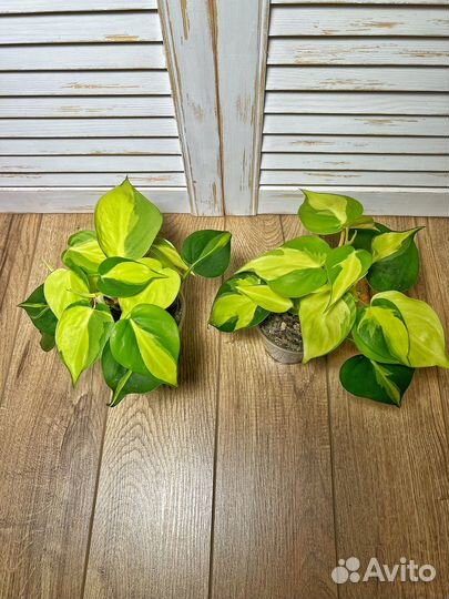 Филодендрон Бразил