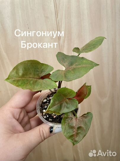 Сингониумы сортовые