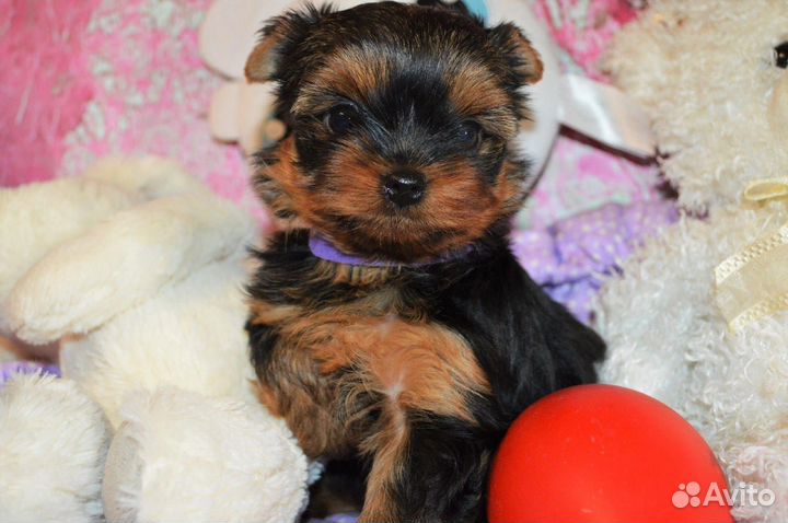 Йоркширский терьер