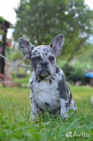 Французский бульдог щенки мерле