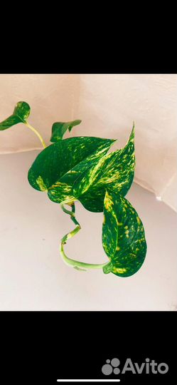 Эпипремнумы филы сингониум