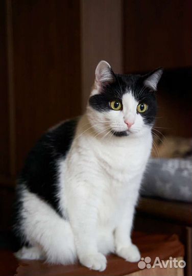 Невезучая Мадлеша очень долго ждёт вас