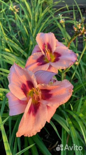 Лилейники сортовые 30 р