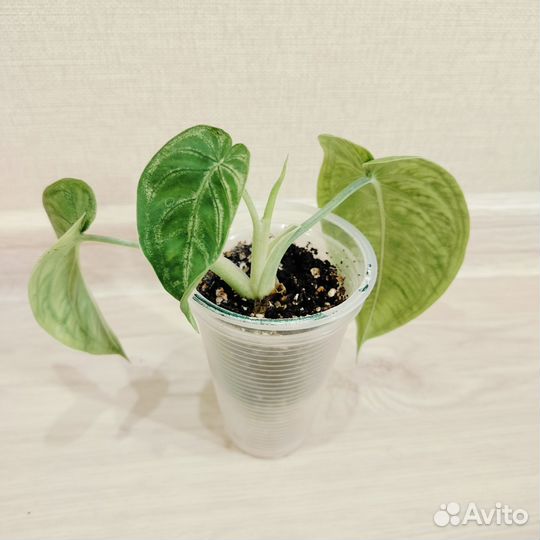 Сингониумы часть#2