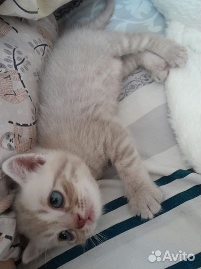 Шотландские котята