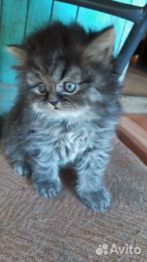 Очаровательный длинношерстный британец