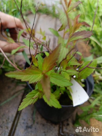 Декоративные кустарники