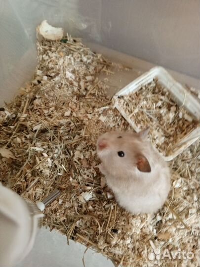 Сирийский хомяк девочка с клеткой