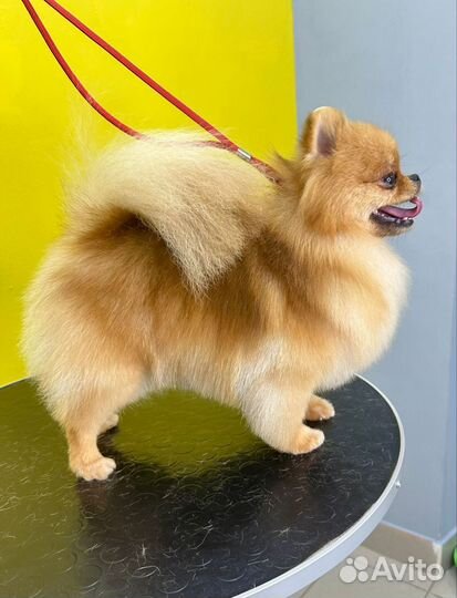 Грумер стрижка собак