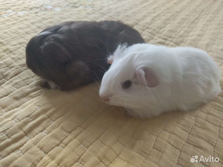 Морские свинки шелти