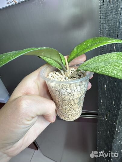 Хойя seedling (By Patcharawalai)