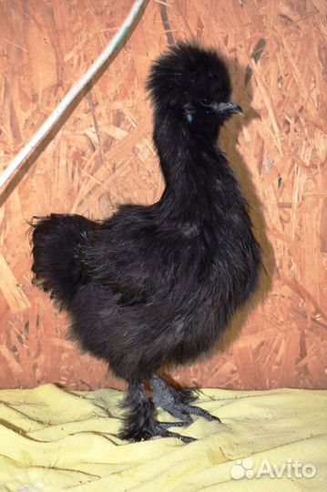 Китайские шелковые цыплята