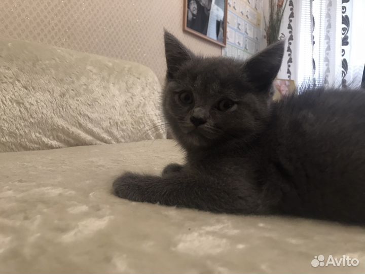 Шотландские прямоухие котята