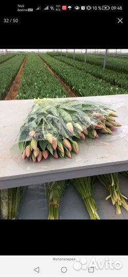 Тюльпаны к 8 марта оптом