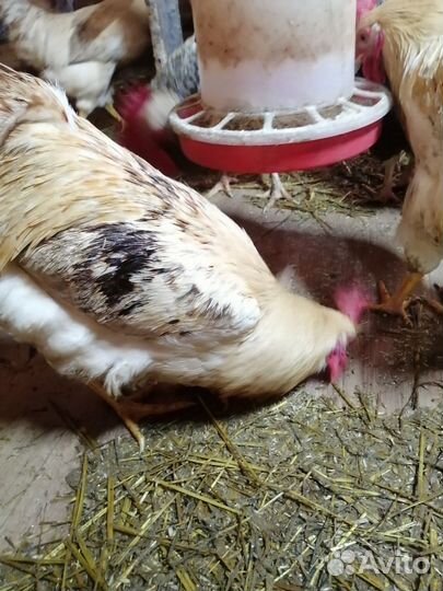 Молодые петухи