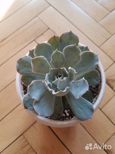 Суккуленты