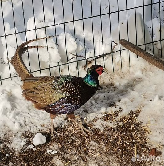 Фазан охотничий, румынский