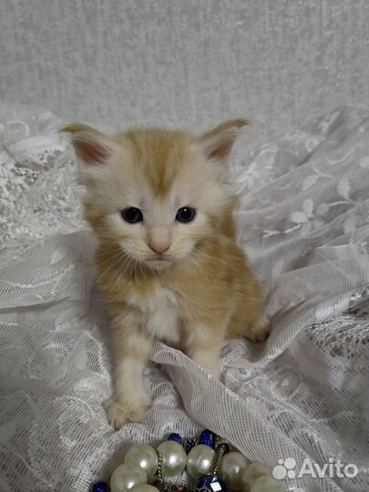 Котята мейн-куна