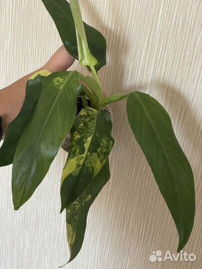 Комнатные растения #1