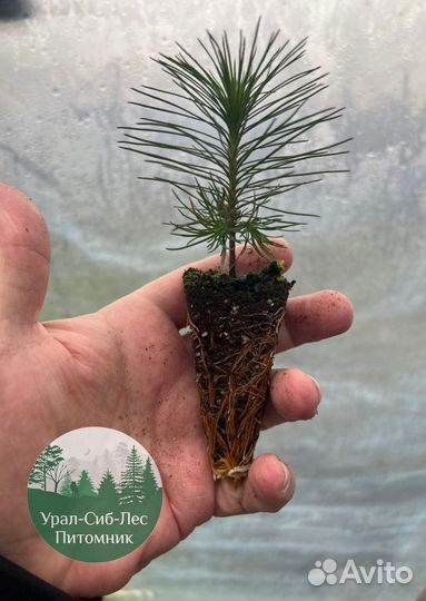 Сосна зкс окс сеянцы Ель Лиственница Голуб Горная