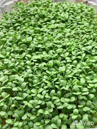 Микрозелень