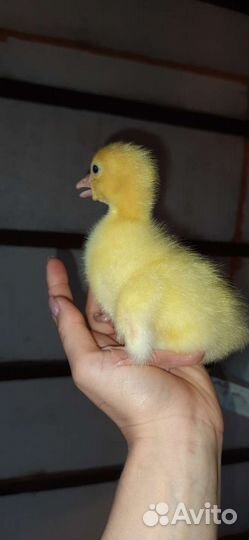 Гусята Линда