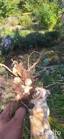 Топинамбур клубни