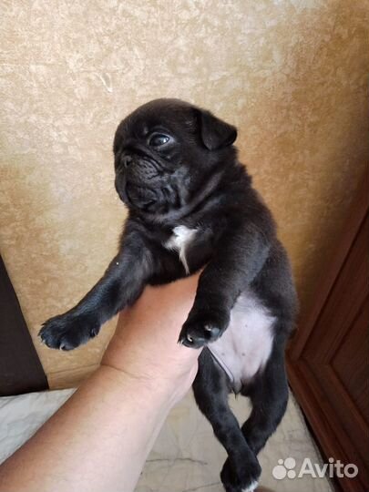 Щенки мопса