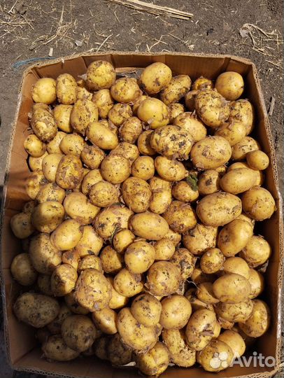 Картошка продажа на еду