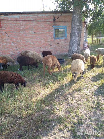 Курдючные бараны овцы,ягнята